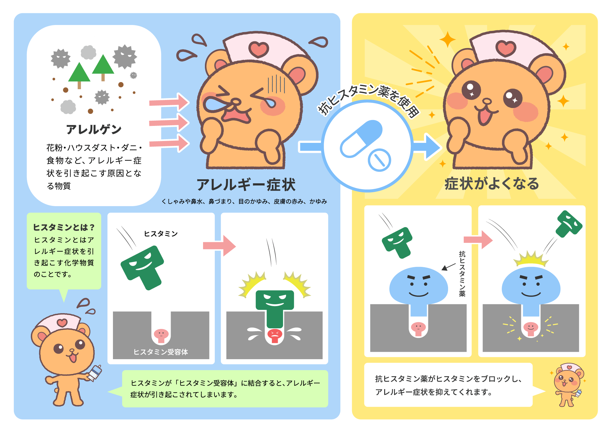 皮膚科クリニックで使用する図解資料